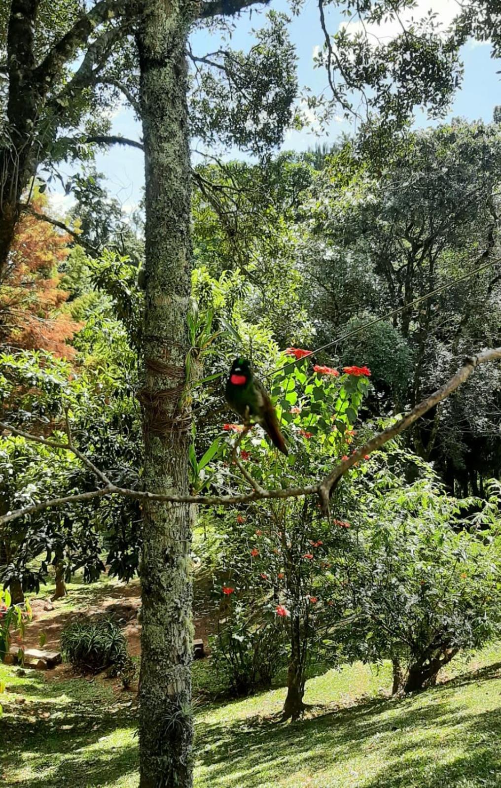 Refugio Do Selado Otel Monte Verde  Dış mekan fotoğraf